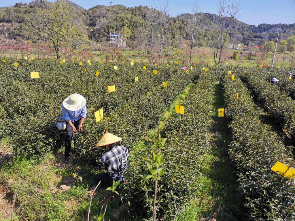 事｜祁门红茶香飘世界AG真人国际中国故(图3)